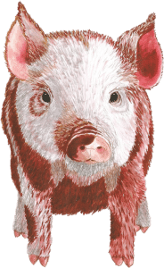 illustration cochon